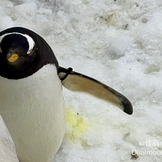 奥兰多sea world可以零隔离看企鹅...