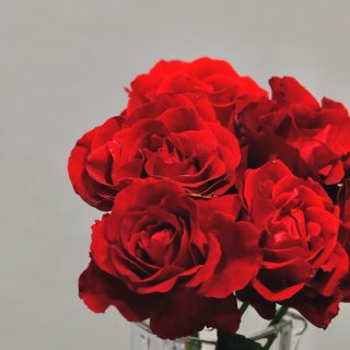 实现红玫瑰鲜花自由，红红火火来拜年！...