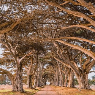 舊金山｜Cypress Tree Tun...