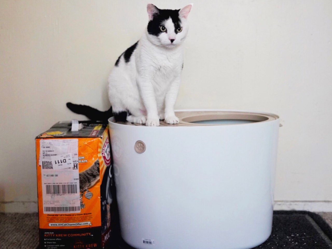 IRIS Cat Litter Box,肥猫一只