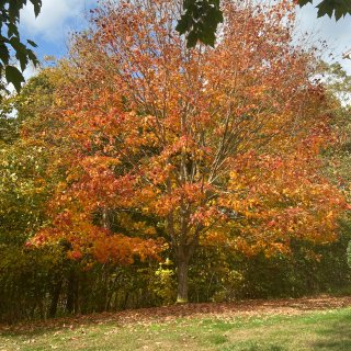 【换季#5】喜欢秋天的树...
