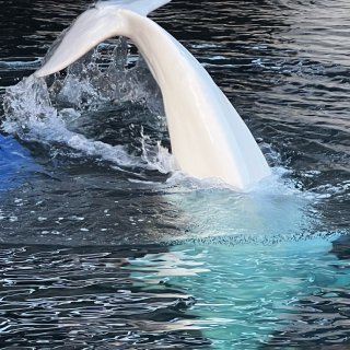 大白鲸！