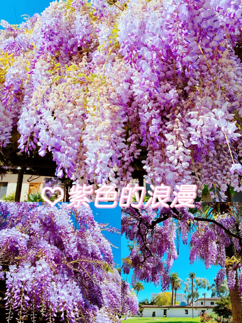 💜紫藤花💜
