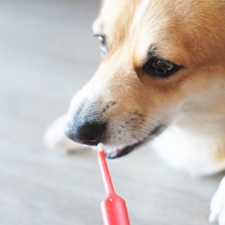 口腔健康很重要｜狗狗也要每天刷牙哦🦷...