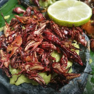 墨西哥城郊外的昆虫餐厅...