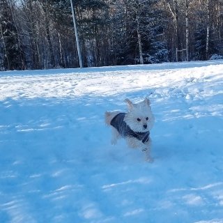 雪地里的快乐小狗...