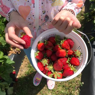 🍓草莓乐园🍓