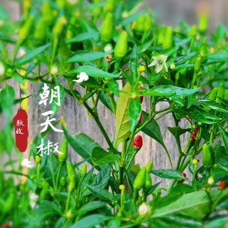 小菜园秋收II：青椒/辣椒/朝天椒，韭菜...