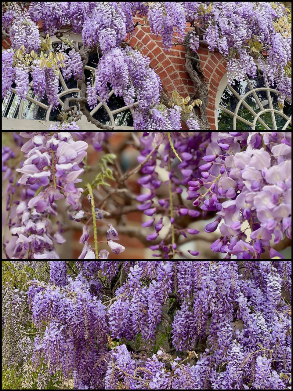 花藤 藤 紫花 / 572 花藤 藤 紫花 / 572 写真 : 紫藤花 （シトウカ