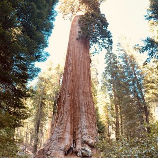 Kings Canyon&Sequoia...
