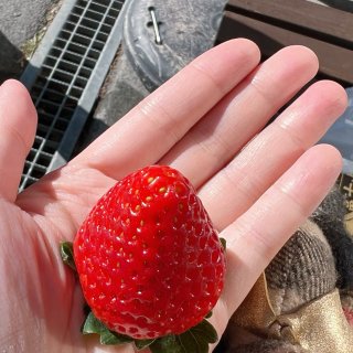 草莓控福利｜热爱全天下所有香甜可口的草莓...