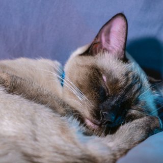 猫猫摄影｜睡觉和醒来。这忽高忽低的颜值🐱...