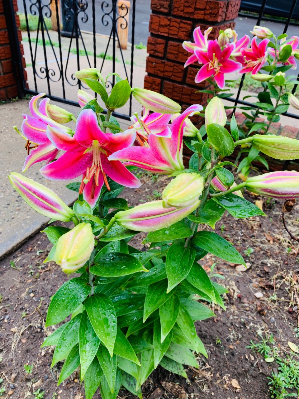 百合の花 ユリ(百合)【かぎけんWEB】