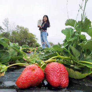 芝加哥周末去哪玩❓六月草莓季🍓🍓农场推荐...