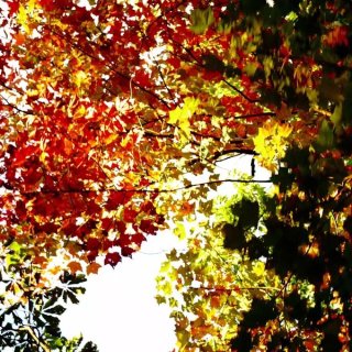 拍照+后期 | 每一片树叶都是秋天的情意...
