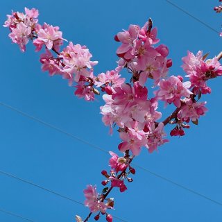 🌸櫻花與海棠花🌸...