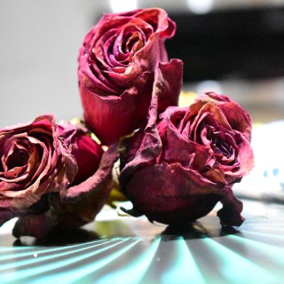 玫瑰虽干、爱情不止...