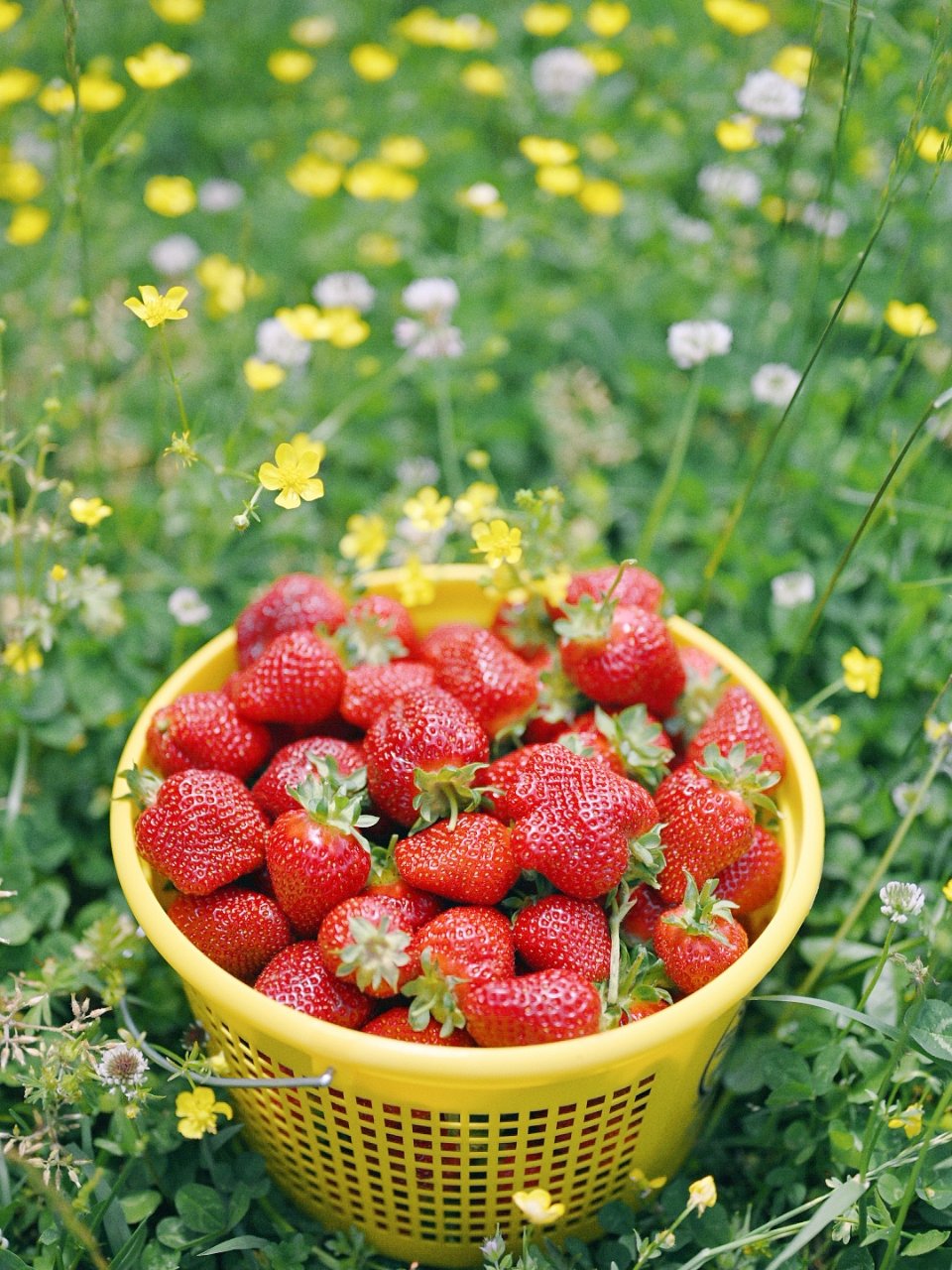 北卡草莓季又到了｜杜克&教堂山附近的草莓...