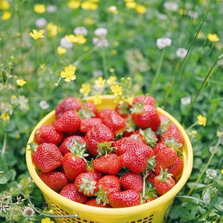 北卡草莓季又到了｜杜克&教堂山附近的草莓...