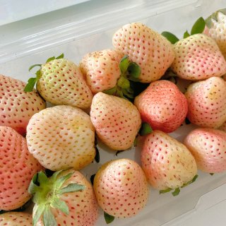 龙年新气象 第一次买白草莓...