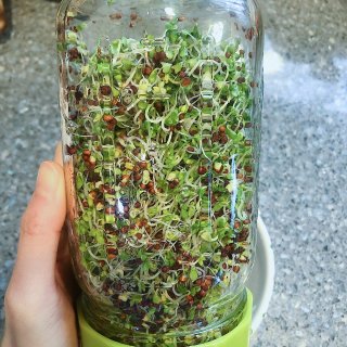 Organic Broccoli Seeds for Sprouting, 8 Ounces - Non GMO, Kosher, Bulk: Amazon.com: Grocery & Gourmet Food,Sprouting lids, Plastic Sprout Lid with Stainless Steel Screen for Wide Mouth Mason Jars, Germination Kit Sprouter Sprout Maker with Stand Water Tray Grow Bean Sprouts, Broccoli Seeds, Alfalfa, Salad: Kitchen & Dining