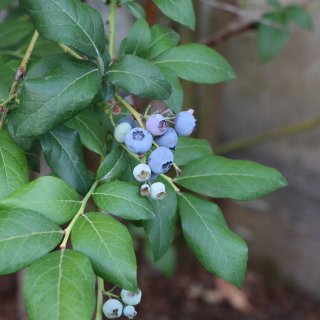 家里的蓝莓熟了，可惜被没有露脸的神秘小动...