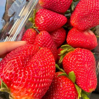 休斯顿地区HEB草莓$0.97/盒，又大...