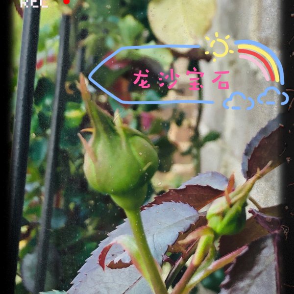 晒货图片