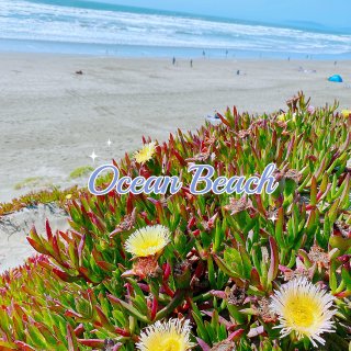 🌊三藩市/Ocean Beach 🏖 ...