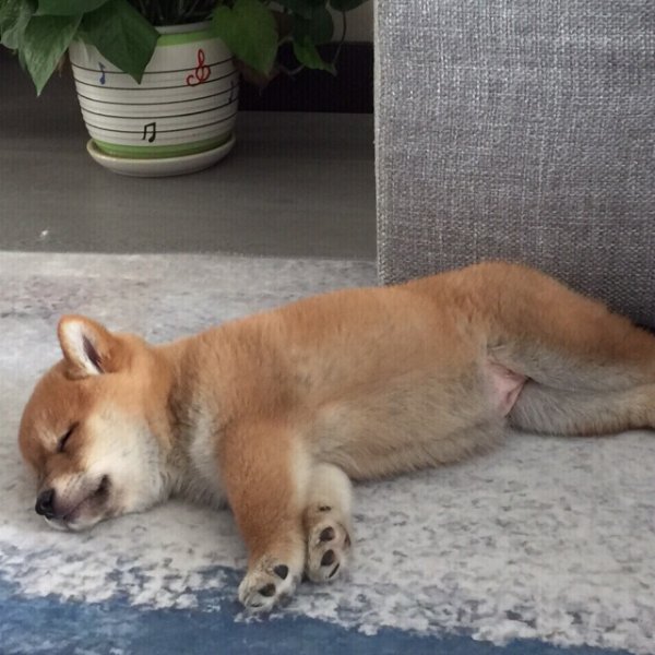 晒货图片