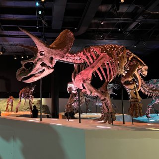 夏日打卡休士頓恐龍博物館...
