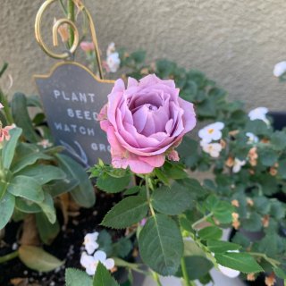 21-2 植物觀察日記 淺紫小玫瑰...