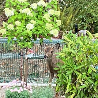 小鹿频繁光顾我的花园...