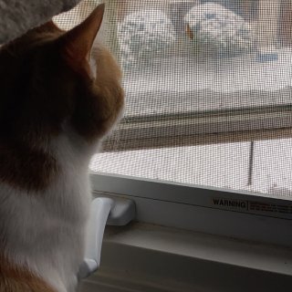 第一次看雪的小猫咪...