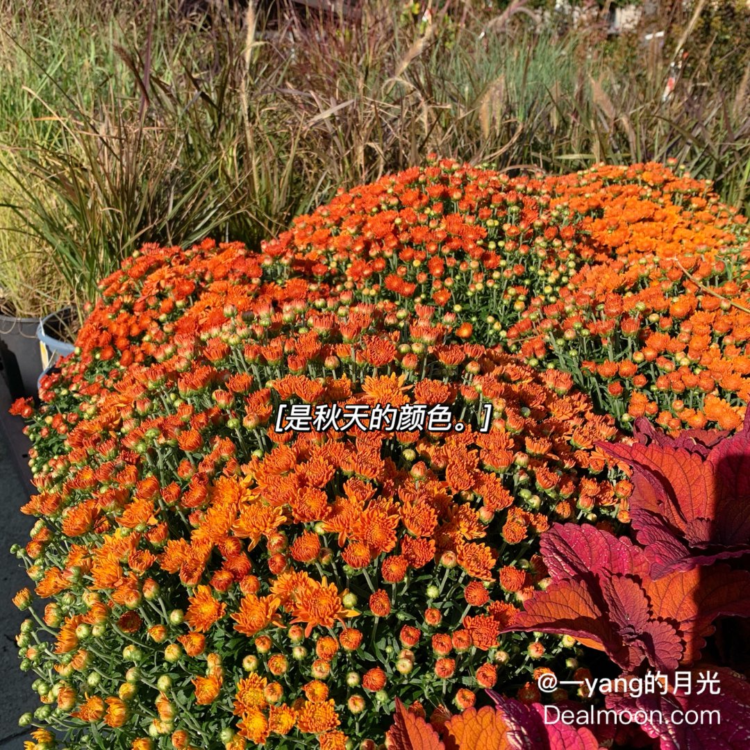 晒晒圈美国生活精选 秋天的mums种好了 来年开花不断