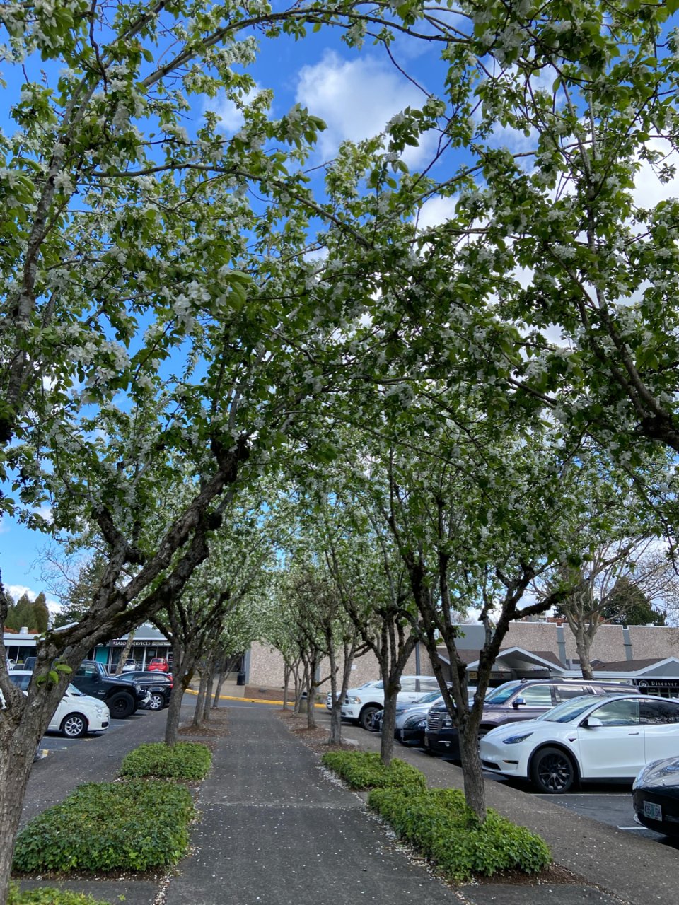 停车场的树 花开的好漂亮...