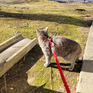 PetSafe Gentle Leader Come with Me Kitty Harness & Bungee Leash | Petco