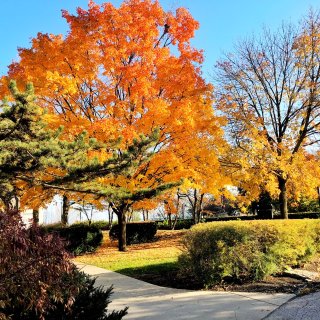 🍂芝加哥最美的秋天 | 校园一角🍁...