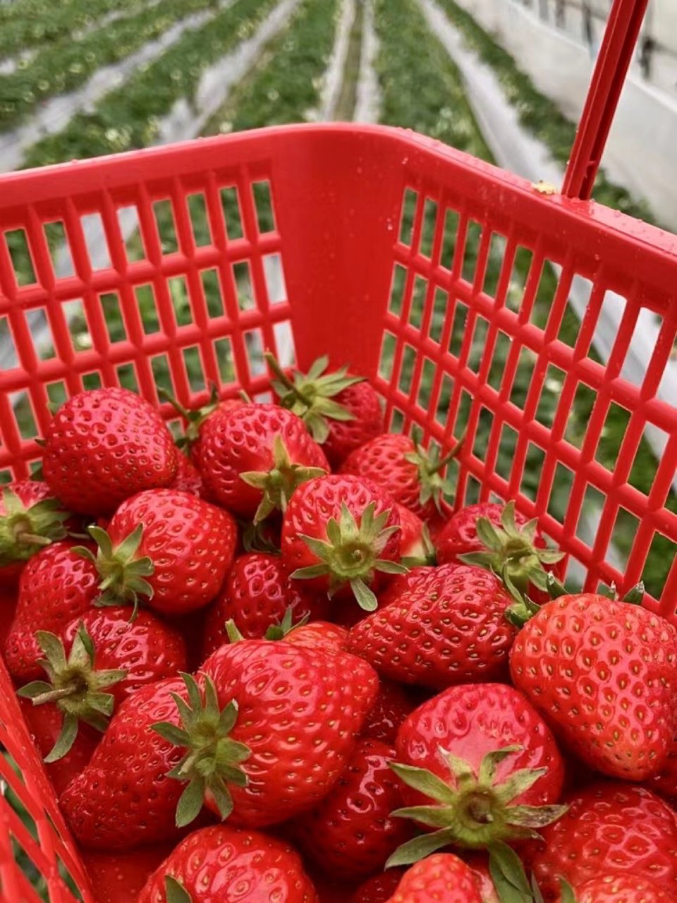 采草莓的季节