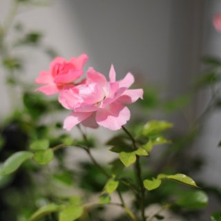 阳台花园｜玫瑰...