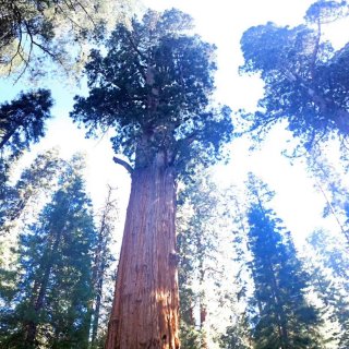 红衫国家公园Sequoia Nation...
