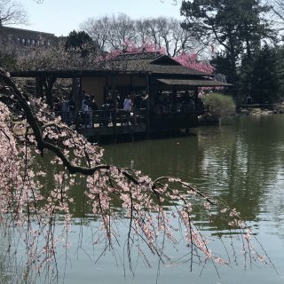 2018年 BBG（日本公园）初樱...