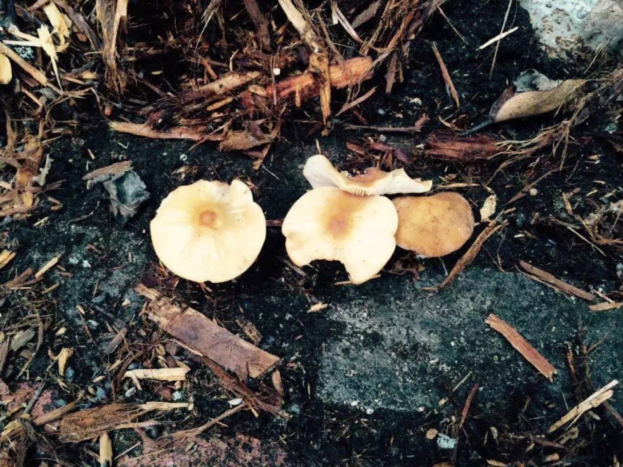 四月宅家季13 野生蘑菇...
