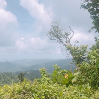 「波多黎各旅游」厄尔尼诺云雀国家森林公园...