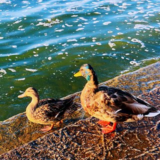 湖水浪🌊打浪，小鸭鸭🦆🦆们的聚会...