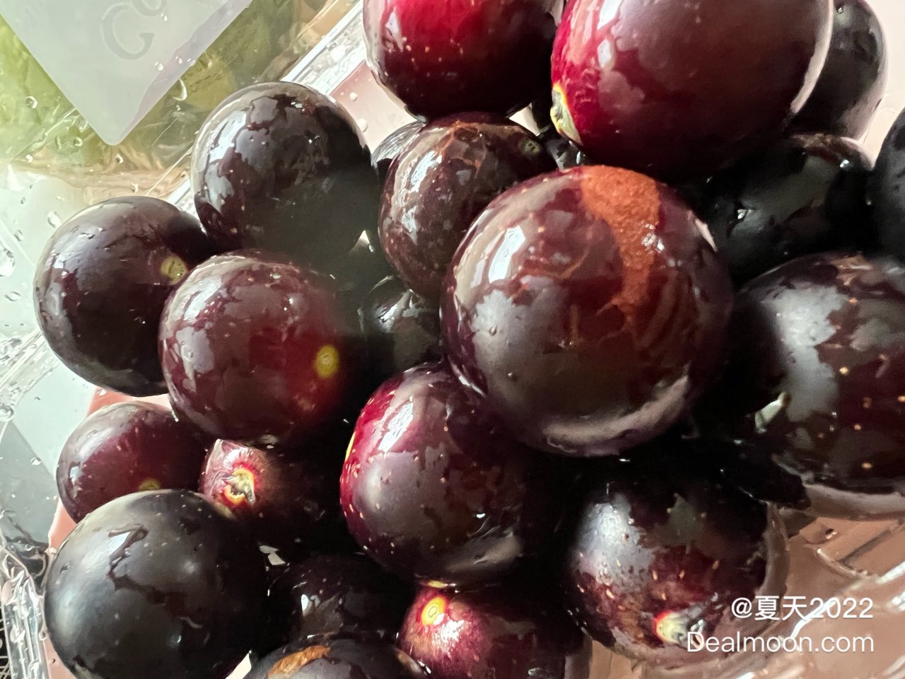 秋日分享：超级甜的圆叶葡萄🍇...