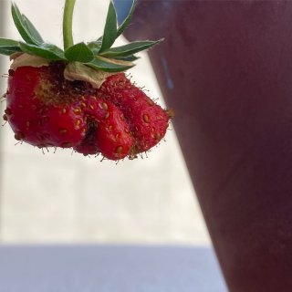 草莓养成
