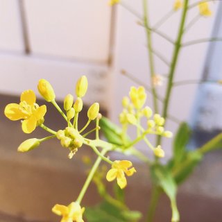 种植记·菜园里的小黄花 ...
