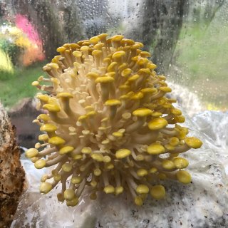 蘑菇的成长