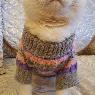 猫咪棋盘格拼色羊绒衫和风衣🧥...